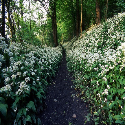 The Gorge Parish Council